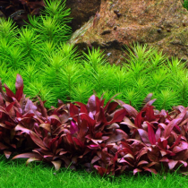 Pogostemon deccanensis - Tropica košíček