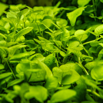 Hygrophila serpyllum - Tropica in vitro