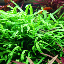 Microsorum pteropus 'Trident'- Tropica košíček