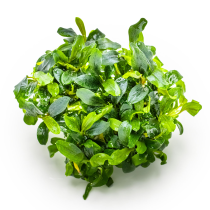 Bucephalandra sp. 'Needle Leaf' - Tropica in vitro