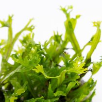 Microsorum pteropus 'Windeløv' - Tropica in vitro