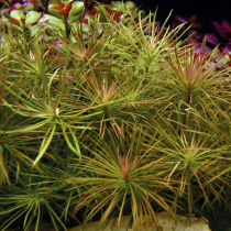 Pogostemon stellatus - Tropica košíček