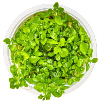 Hygrophila serpyllum - Tropica in vitro
