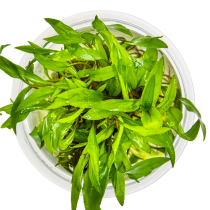 Cryptocoryne wendtii 'Green' - Tropica in vitro