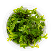 Microsorum pteropus 'Windeløv' - Tropica in vitro
