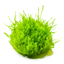 Leptodictyum riparium - Tropica in vitro