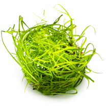 Juncus repens - Tropica in vitro