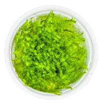 Leptodictyum riparium - Tropica in vitro