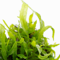 Microsorum pteropus 'Narrow' - Tropica in vitro