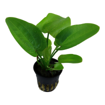 Echinodorus 'Aquartica' - Tropica košíček