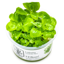 Lobelia cardinalis mini - Tropica in vitro