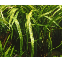Cryptocoryne crispatula - Tropica košíček