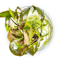 Cryptocoryne nurii - Tropica in vitro