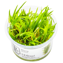 Blyxa japonica - Tropica in vitro