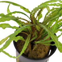 Cryptocoryne crispatula - Tropica košíček
