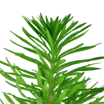 Pogostemon deccanensis - Tropica košíček