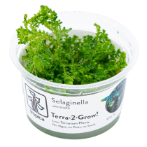 Selaginella uncinata - Tropica in vitro