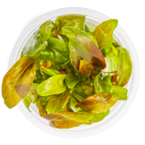 Lysimachia parvifolia ‘Red’ - Tropica in vitro