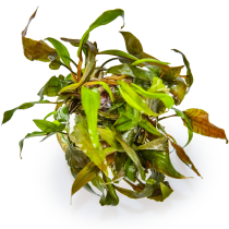 Cryptocoryne undulata 'Broad Leaves' - Tropica in vitro