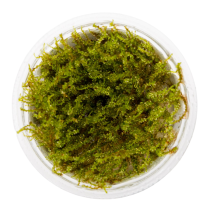 Plagiomnium sp. 'Thyme Moss' - Tropica in vitro