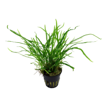 Microsorum pteropus 'Trident'- Tropica košíček