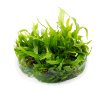 Microsorum pteropus 'Narrow' - Tropica in vitro