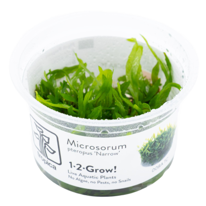 Microsorum pteropus 'Narrow' - Tropica in vitro