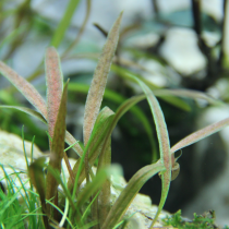 Cryptocoryne albida 'Brown' - Tropica košíček
