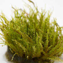Plagiomnium sp. 'Thyme Moss' - Tropica in vitro