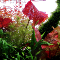 Nymphaea lotus - Tropica košíček