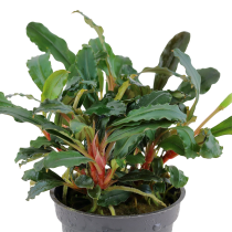 Bucephalandra sp. 'Red' - Tropica košíček