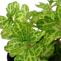 Shinnersia rivularis 'Weiss-Grün' - Tropica košíček