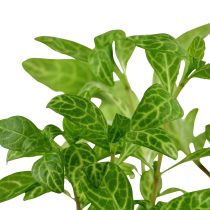 Hygrophila polysperma 'Rosanervig' - Tropica košíček