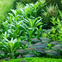 Lobelia cardinalis - Tropica košíček