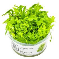Hygrophila odora - Tropica in vitro
