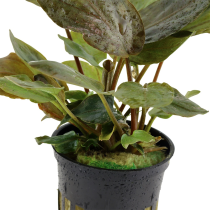 Lagenandra meeboldii 'Red' - Tropica košíček