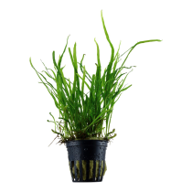 Microsorum pteropus 'Trident'- Tropica košíček