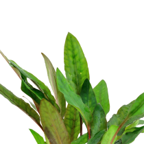 Cryptocoryne beckettii 'Petchii' - Tropica košíček