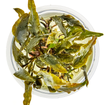 Cryptocoryne wendtii 'Mi Oya' - Tropica in vitro