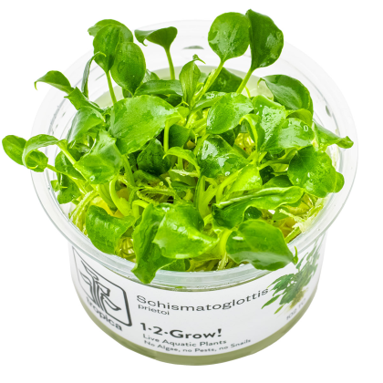 Schismatoglottis prietoi - Tropica in vitro