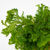 Selaginella uncinata - Tropica in vitro