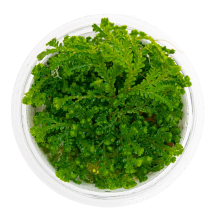 Selaginella uncinata - Tropica in vitro