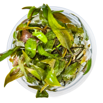 Cryptocoryne undulata 'Broad Leaves' - Tropica in vitro
