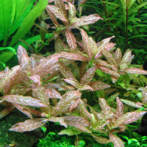Hygrophila polysperma 'Rosanervig' - Tropica košíček