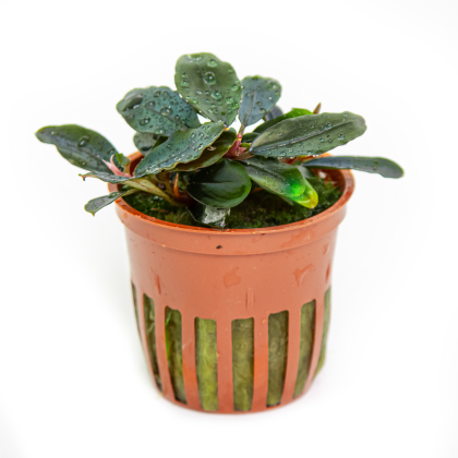 Bucephalandra sordidula 'Blue' - Tropica košíček