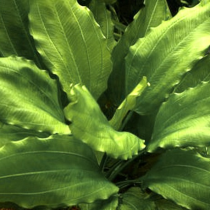 Echinodorus 'Aquartica' - Tropica košíček