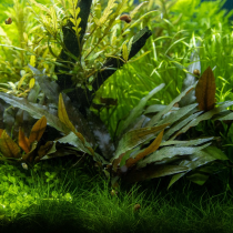 Cryptocoryne beckettii 'Petchii' - Tropica košíček