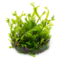 Microsorum pteropus 'Windeløv' - Tropica in vitro