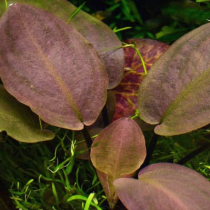 Lagenandra meeboldii 'Red' - Tropica košíček