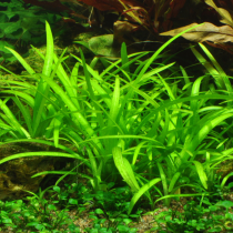 Sagittaria subulata - Tropica in vitro
